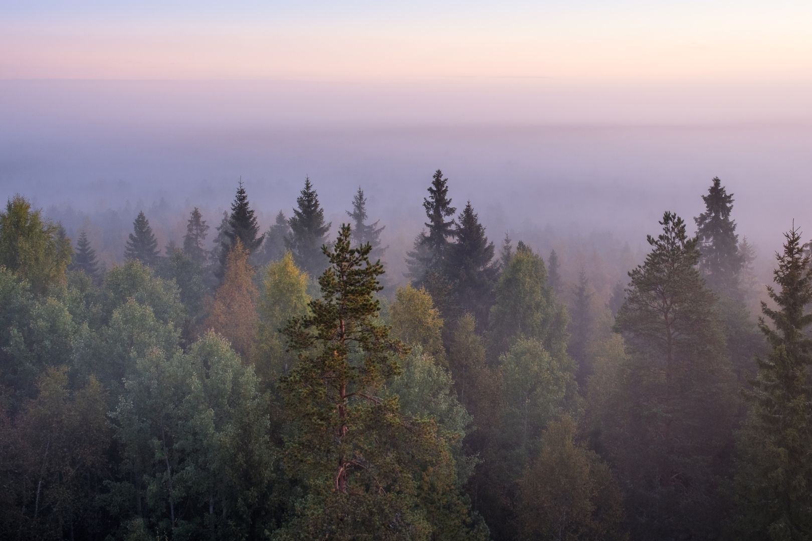 Moody nordic forest landscape